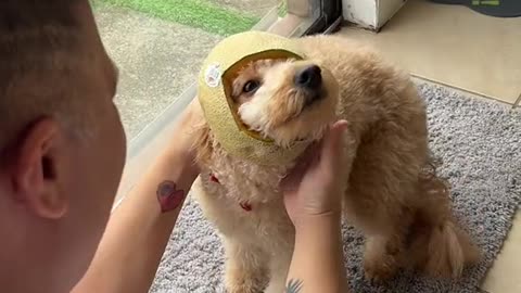 Watermelon helmet