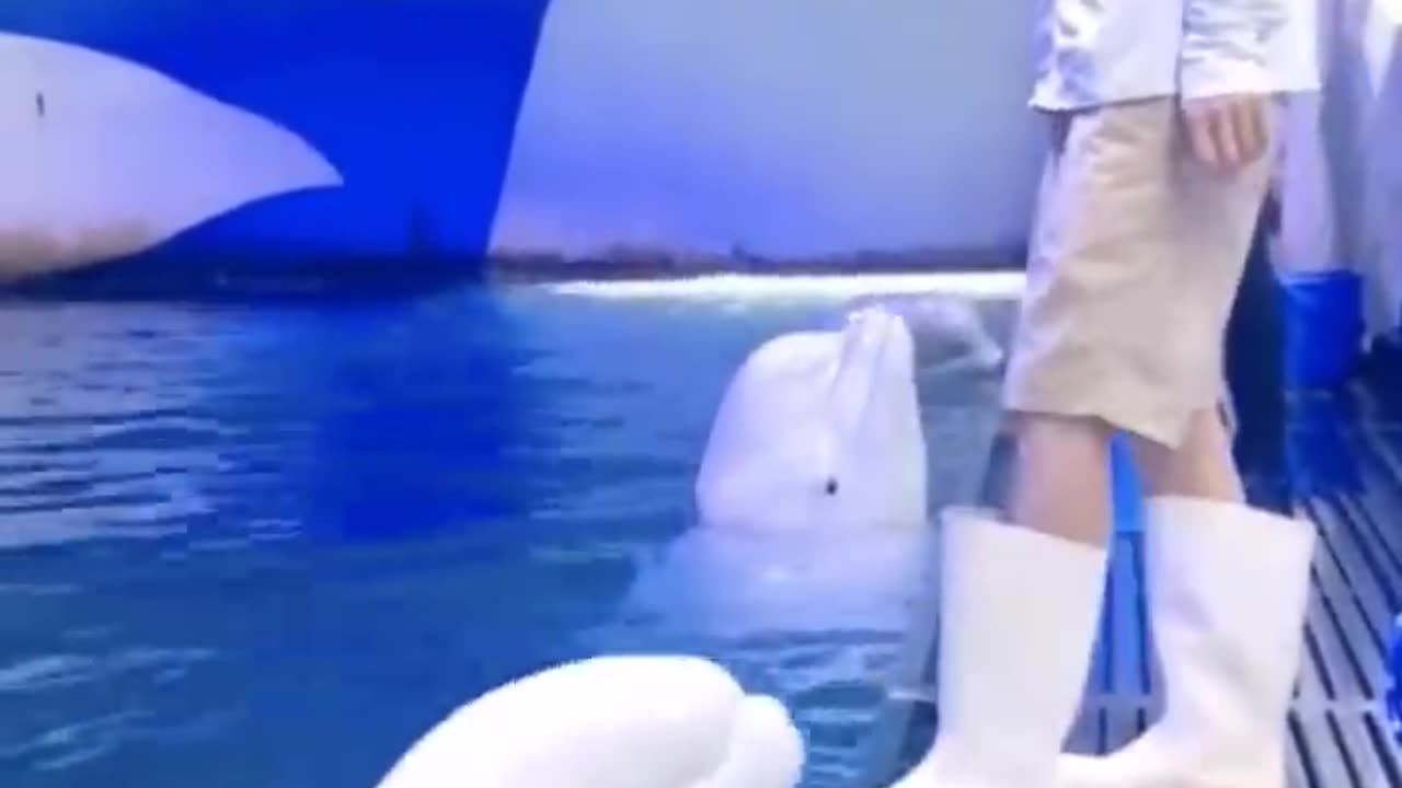 Born from 🥚😁😁🐶2023