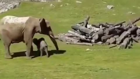 funny, little elephant plays with his friends