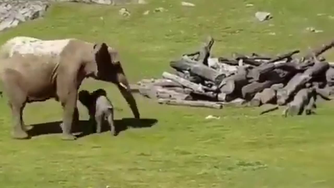 funny, little elephant plays with his friends