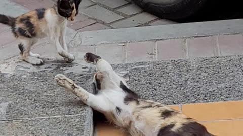 A kitten play with her sister