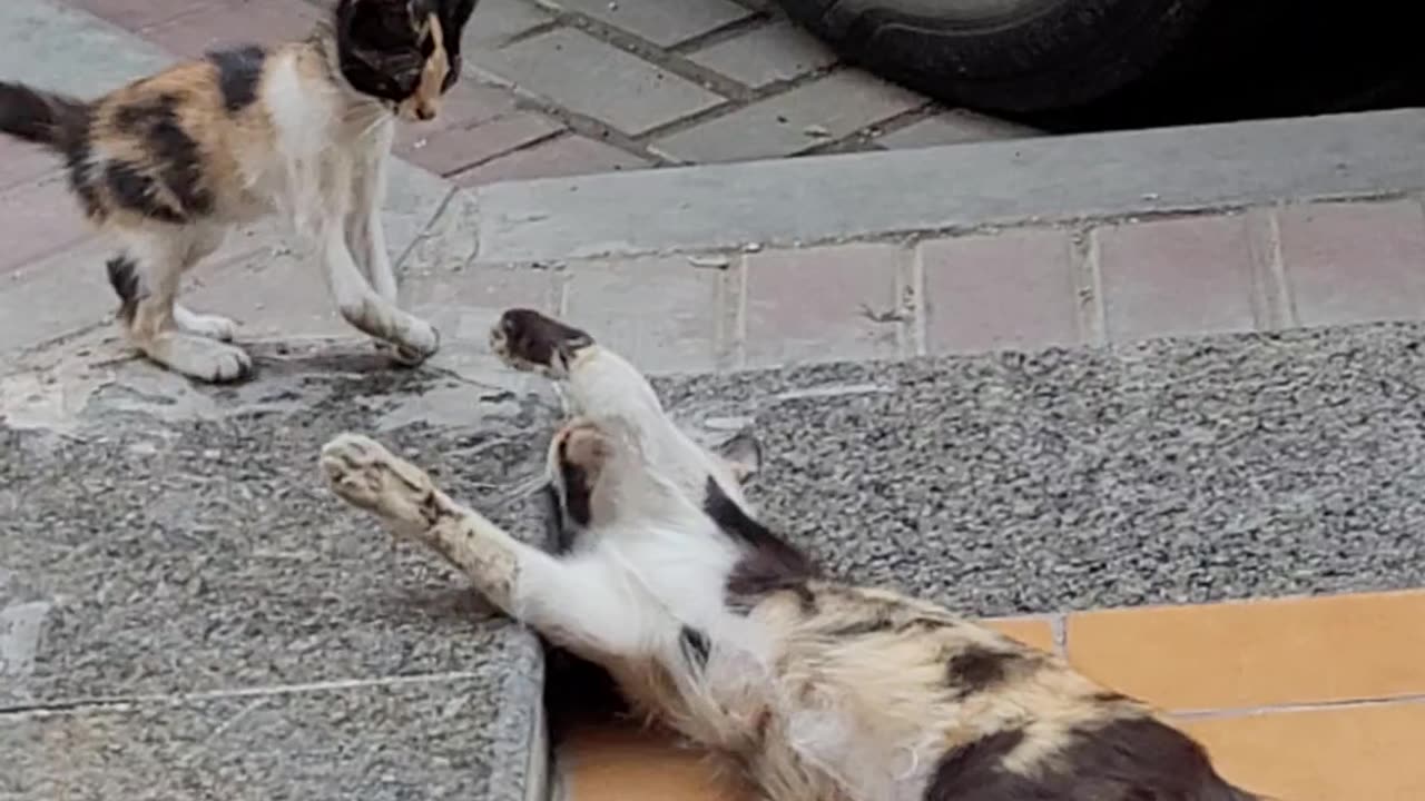 A kitten play with her sister