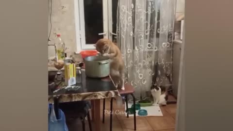 so funny video