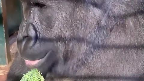 This young male is enjoing his broccoli! #gorilla #asmr #mukbang #eating #youtubeshorts #animals