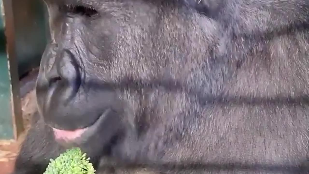This young male is enjoing his broccoli! #gorilla #asmr #mukbang #eating #youtubeshorts #animals