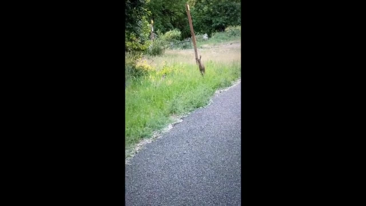 Viral deer 🦌 cute running on the street of our country.