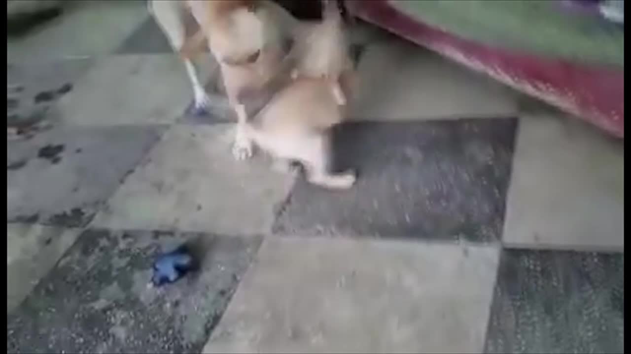 Puppy challenges his mother to tug-of-war match