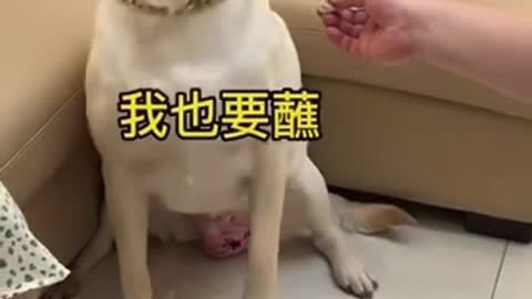 funny dog