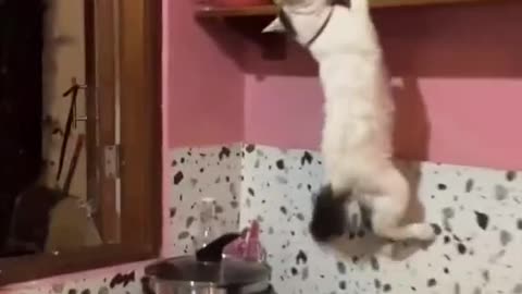 Fuuny cat