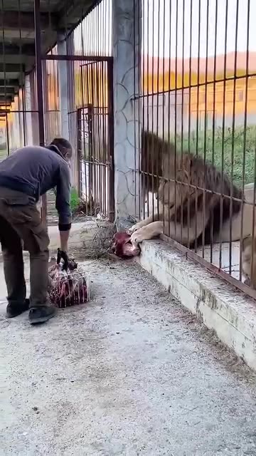 Feeding the lions with fresh meat