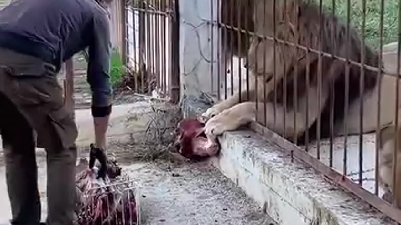 Feeding the lions with fresh meat