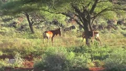 Mokala Park Wildlife