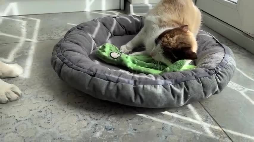 What does a Golden Retriever Puppy do when a Cat Occupied her Bed