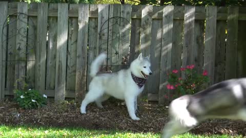 What you didn't know about female dogs Husky groom