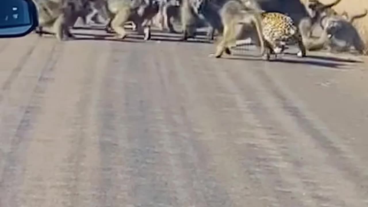 This leopard thought it was a good idea to hunt a troop of baboons yesterday.