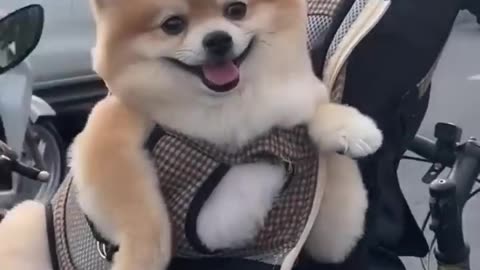 Funny labrador video - cute dogs video
