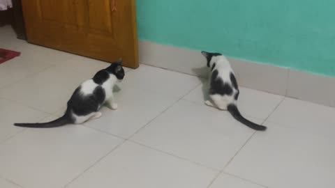 Cat playing with cockroach 😅