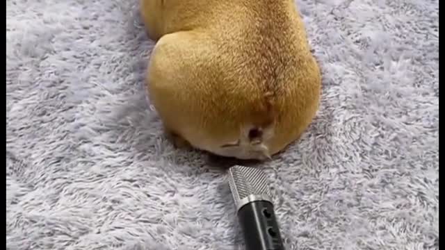 Cute Dog Fart video. Hilarious Animal Video. : )
