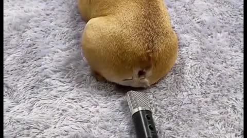Cute Dog Fart video. Hilarious Animal Video. : )