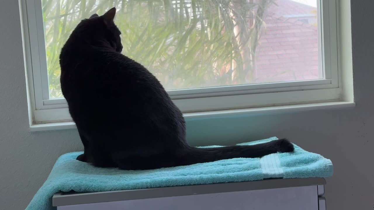 Cute Precious Piper Relaxes Her Tail in Her Spa - Adopting a Cat from a Shelter Vlog