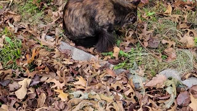 Boots having fun outside