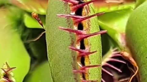 carnivorous plant