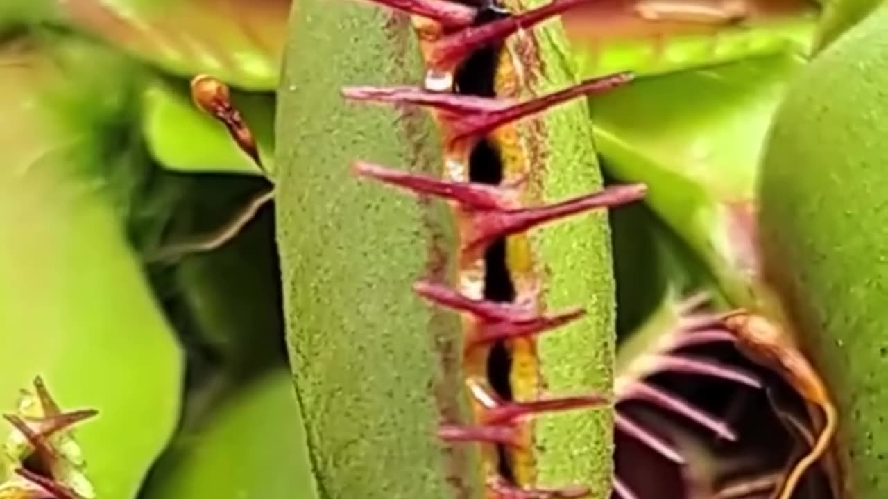 carnivorous plant