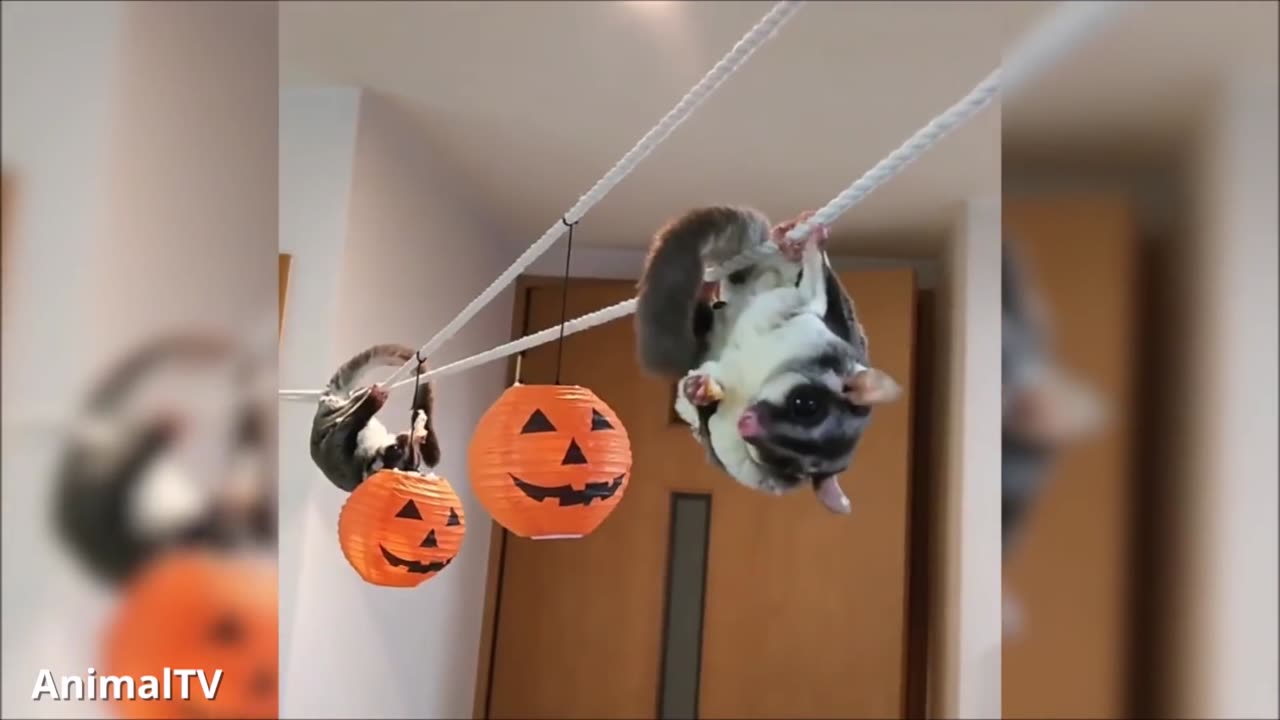 Funny & Cute - SUGAR GLIDERS Flying