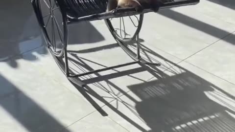 Cute cat funny video🤣😹 animals funniest video 😆🤣
