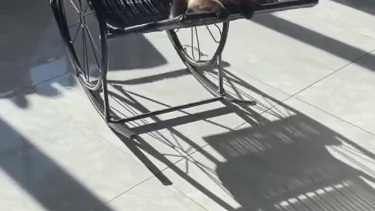 Cute cat funny video🤣😹 animals funniest video 😆🤣