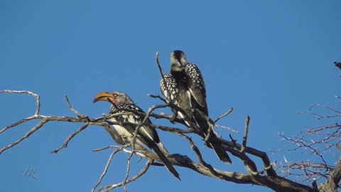 Hornbills - courtship display