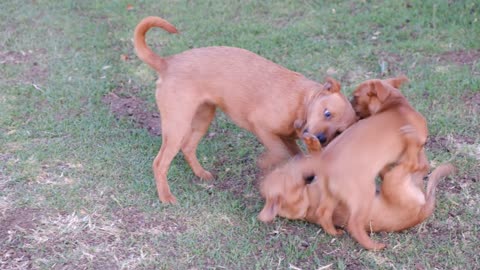 Dogs Playing With Each Other