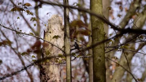 Black-and-white Warbler