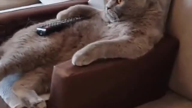 Cat Watching Horror Movie