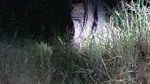 Leopard in a tree hunting