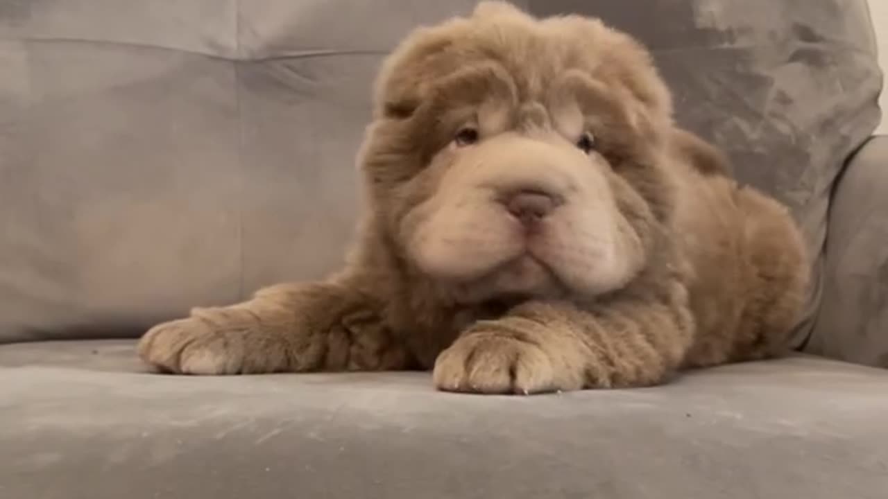 Our Bear Coat Shar Pei: circus bear in disguise! 🐻🎪