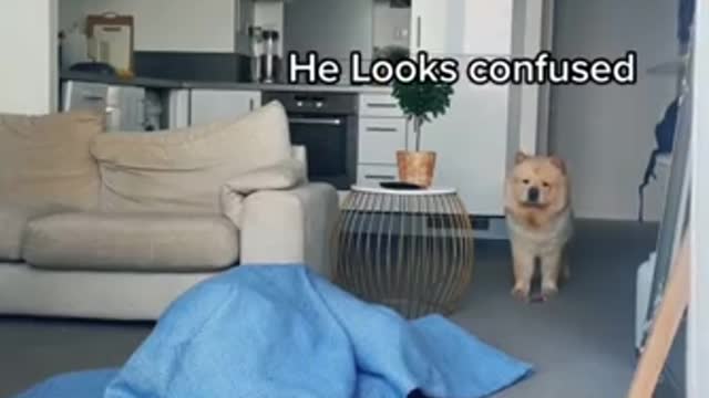 Man hides from Chow Chow to see his reaction