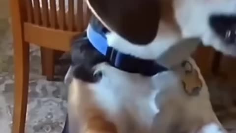 Funny animal 😂😂 funny cat and dogs 🐕😂