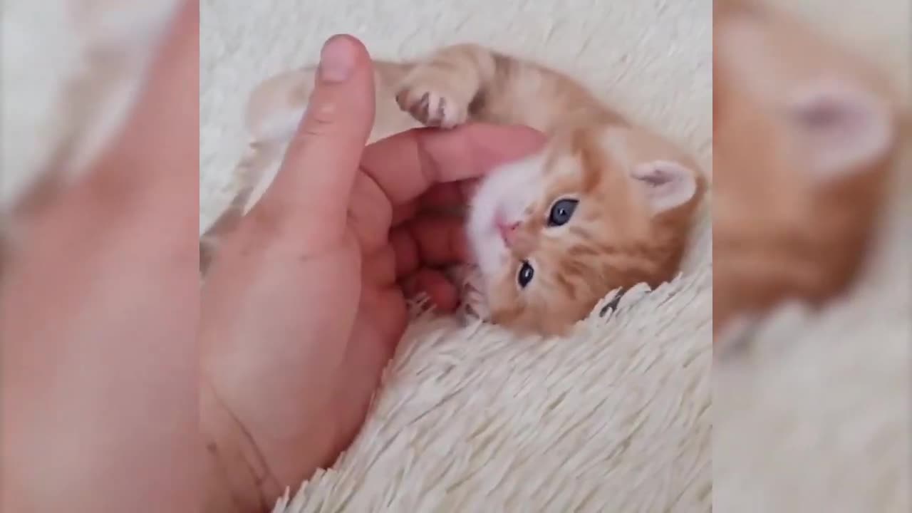 Enjoy this amusing animal video to unwind and relax.