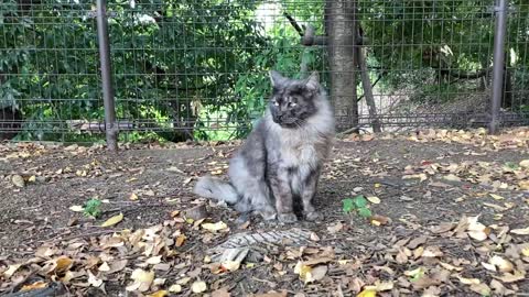 cat video S公園の猫の動画 20221013 008～エリー、今日は少し警戒モード。