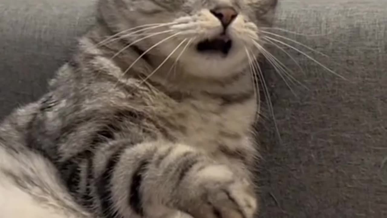 CUTEST CAT VIDEOS😻😻😻