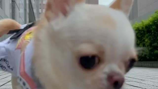 The most Angry Chihuahua in the world