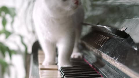 Cat piano