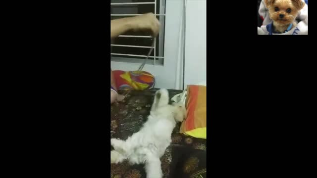 Lovely Cat Is Trying to Catch the Rope