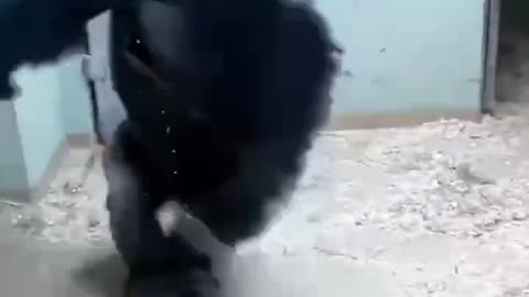 Gorilla has awesome moves 😊