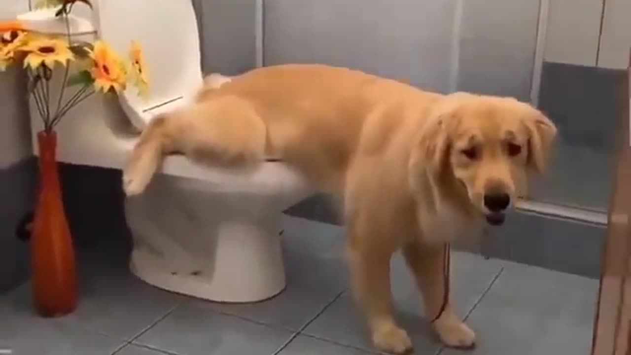 Funny dog in washroom