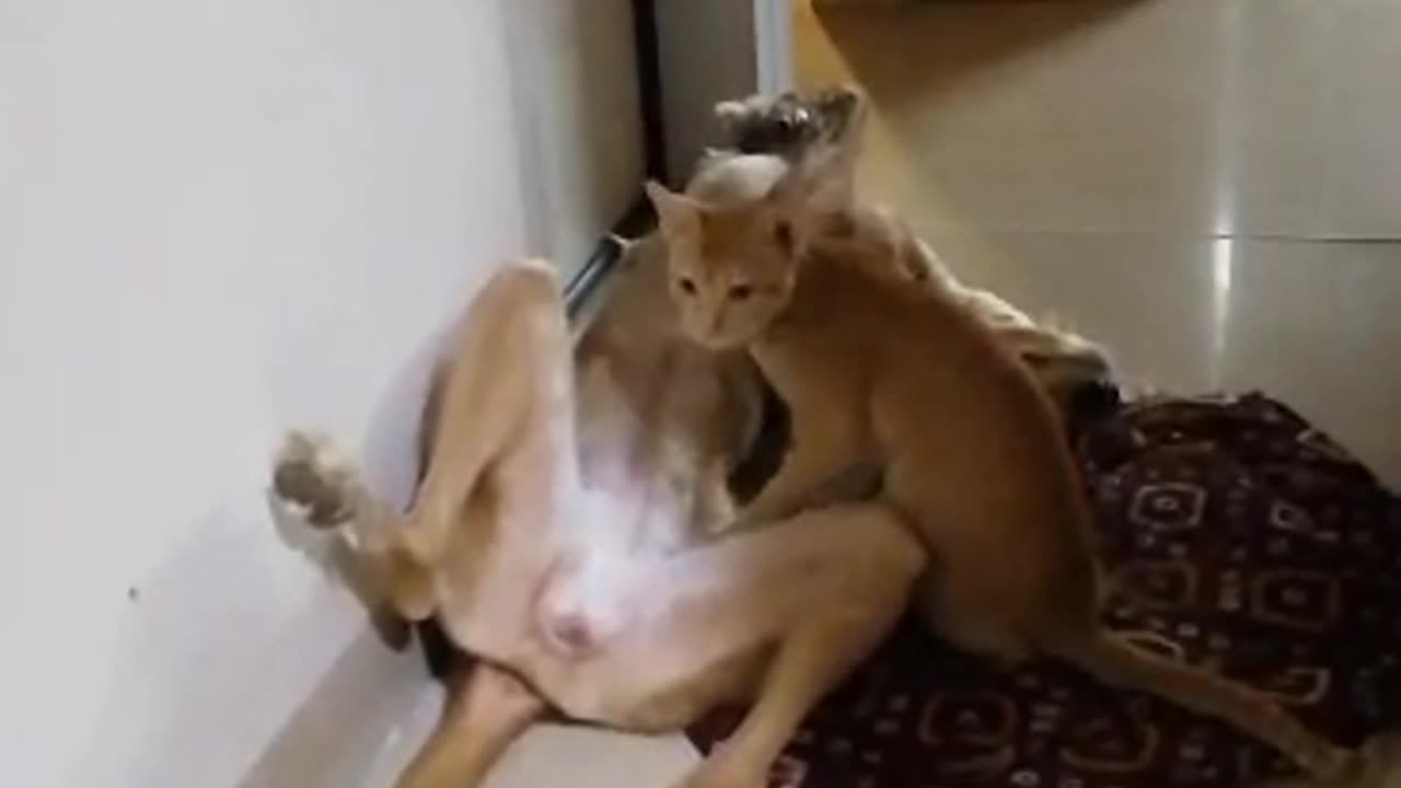 Playing dogs