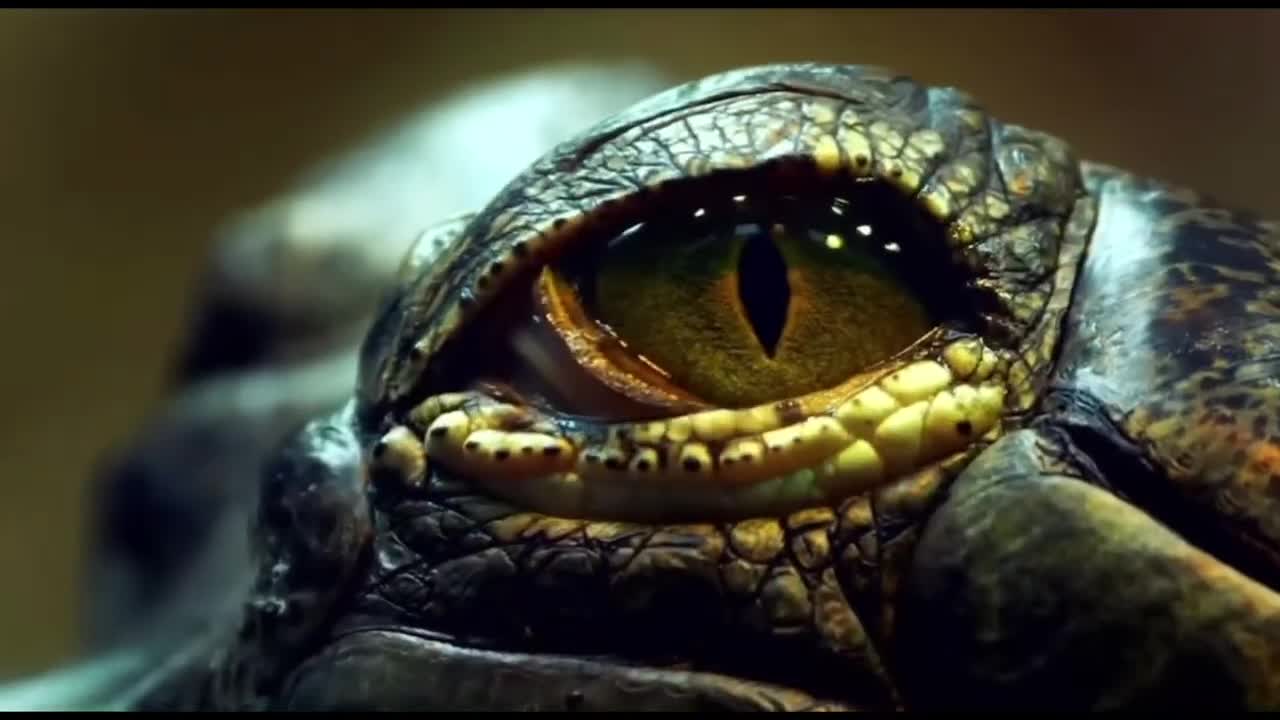 Our Endangered Animals Video