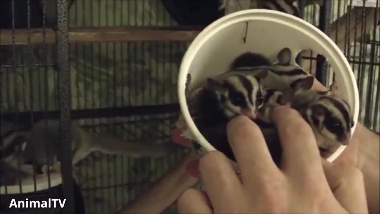 sugar gliders