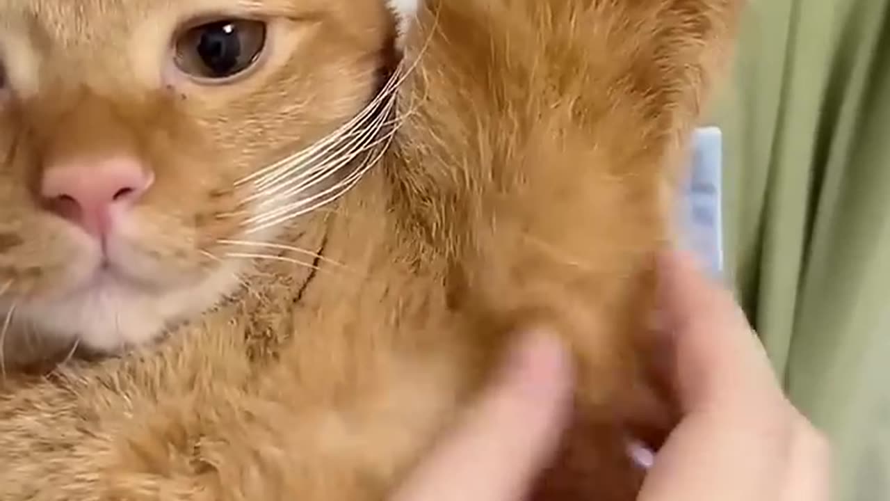 Cute cat